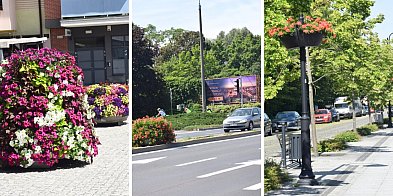Coraz więcej kwiatów kwitnie w Głogowie. Nowe nasadzenia zmieniają miasto