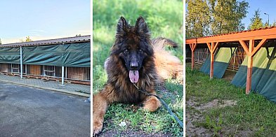 Schronisko w Głogowie szykuje się na ekstremalne upały