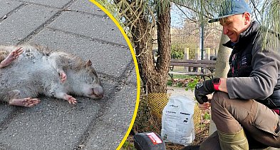 Martwe szczury w całym parku na Koperniku w Głogowie
