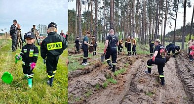 Pożyteczna sobota w lesie. Posadzą drzewa pod Wilkowem