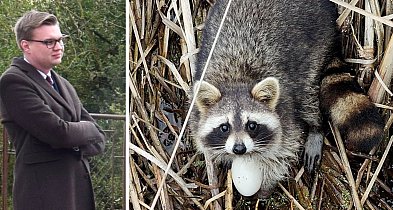 Inwazyjne drapieżniki niszczą życie na Stawach Przemkowskich