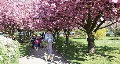 Różowo nie tylko na moście. W Głogowie wreszcie zakwitła aleja