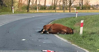 Zderzenie samochodu z koniem pod Radwanicami