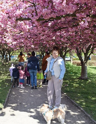 Różowo nie tylko na moście. W Głogowie wreszcie zakwitła aleja