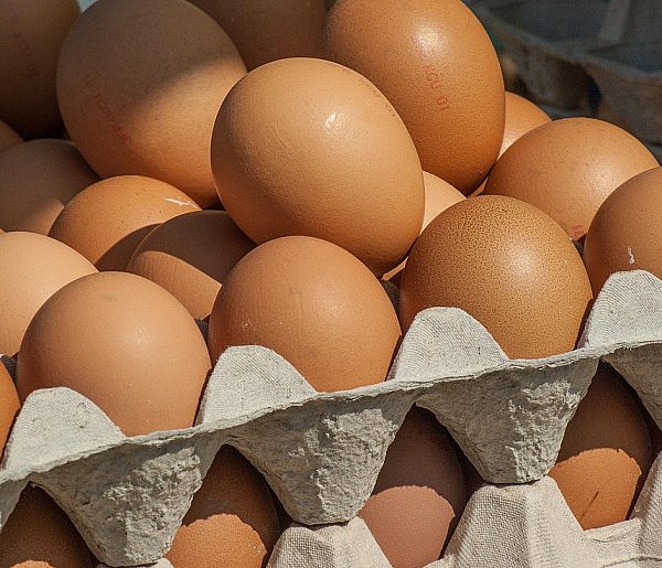 Salmonella wykryta w jajach! GIS wydał pilne ostrzeżenie-178578
