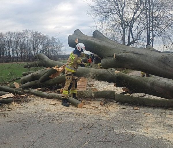 Gigantyczne drzewo na drodze pod Głogowem. Strażacy w akcji-179338