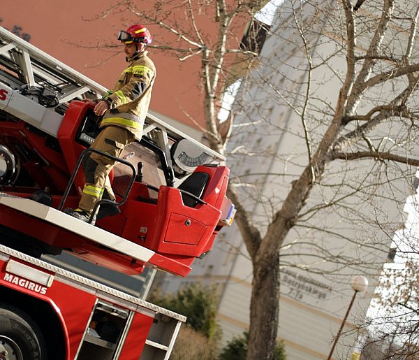 Kot uwięziony na drzewie. Na ratunek ruszyli strażacy