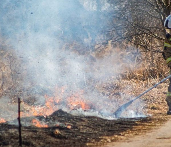 Pożar w Grodźcu Małym. Strażacy walczą z plagą pod Głogowem