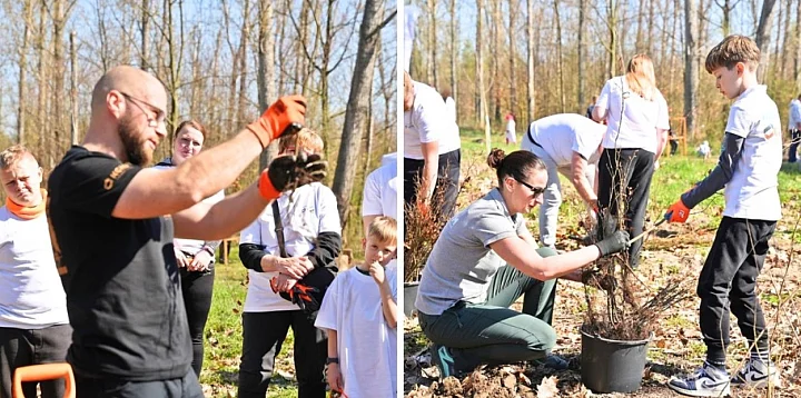 Dziś sadzili buki przy Hucie Głogów