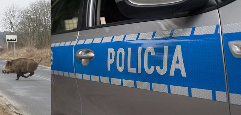 Dzikowi się upiekło. Uważajcie na Jerzmanówce