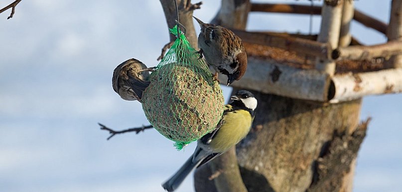 Zimowa przygoda w lesie pod Głogowem. To akcja leśników