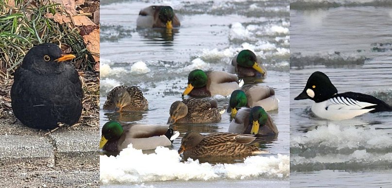 Sukces ornitologów. W Głogowie wytropili kilkadziesiąt gatunków ptaków