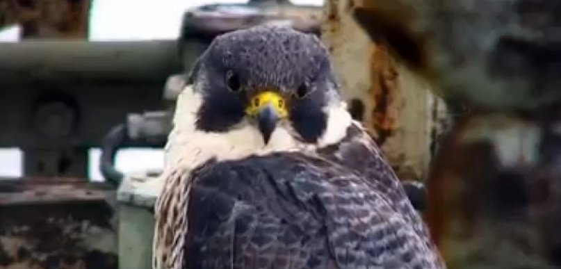 Nie żyje Giga. Sokół z Głogowa podbił serca Warszawy