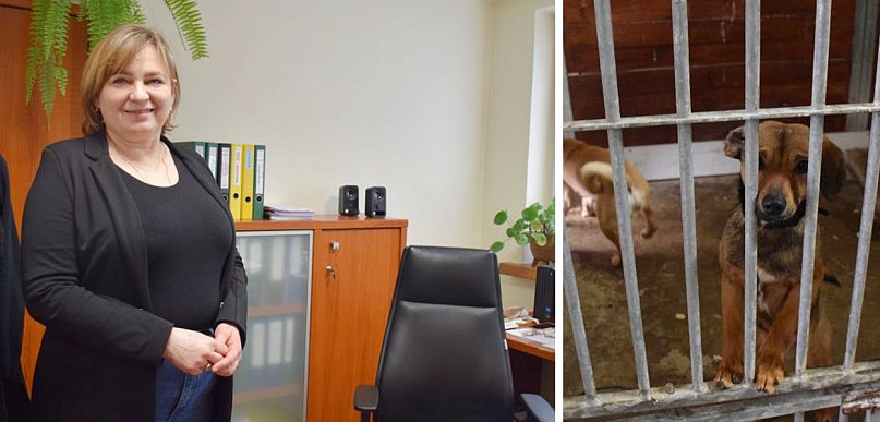 Trzy kontrole w jednym schronisku w Głogowie! Co wykazały inspekcje? [WIDEO]