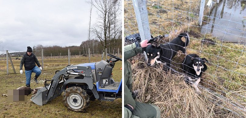 Masakra danieli na polu pod Głogowem