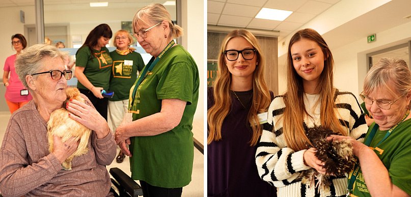Niesamowite! Kury w hospicjum. Pomagają nieuleczalnie chorym.