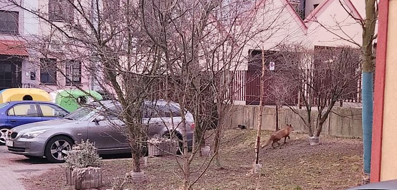 Mieszkańcy starówki w Głogowie mają nowego sąsiada