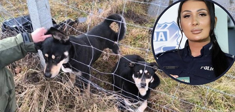 Czy ktoś wypuścił psy specjalnie? Jest postępowanie policji po masakrze danieli