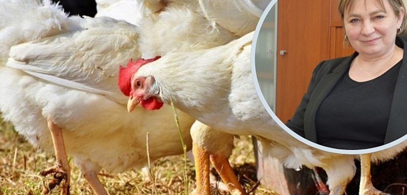 Kury pod specjalnym nadzorem. Alarm w powiecie głogowskim i polkowickim