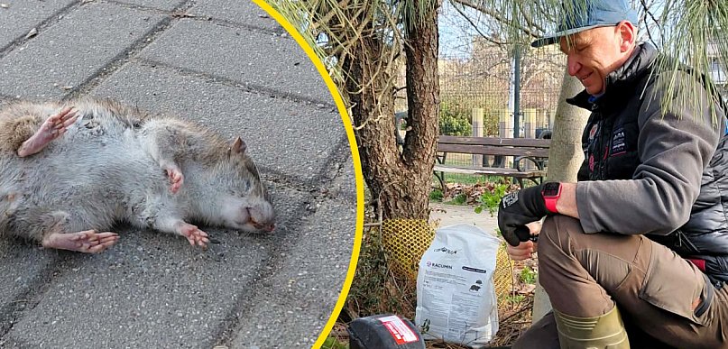 Martwe szczury w całym parku na Koperniku w Głogowie