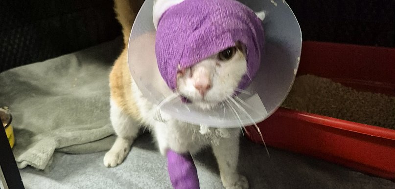 Strzelano do kota pod Głogowem! Okrutna śmierć Juranda