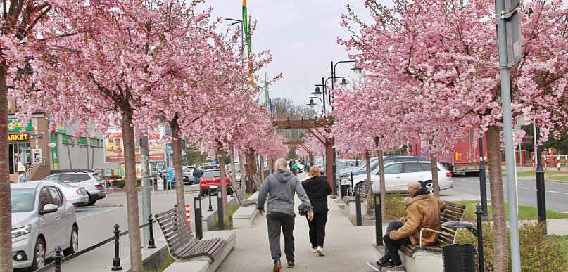 Aleja kwitnącej wiśni nie ma sobie równych. To najpiękniejsza ulica w regionie!