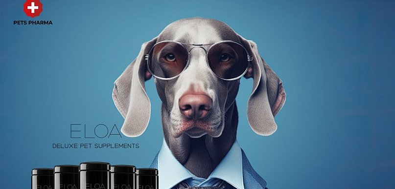 Suplementy dla psa - jak wspierać zdrowie psa przez cały rok?