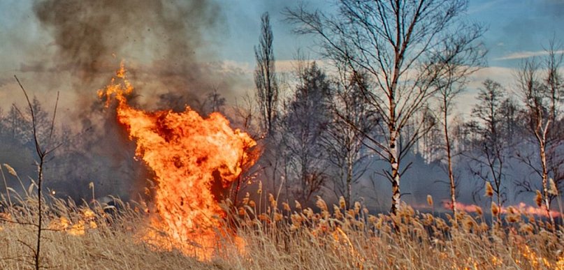 Kto podpalił topole w Głogowie? Straty miasta to 4 tysiące złotych