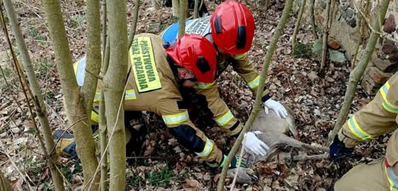 Strażacy uratowali sarnę zaplątaną w ogrodzenie. Akcja w Gaworzycach