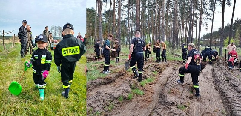 Pożyteczna sobota w lesie. Posadzą drzewa pod Wilkowem