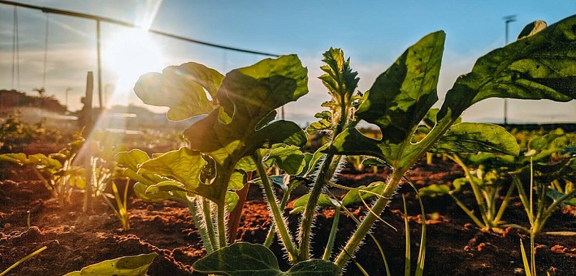 Środki ochrony roślin – sklep online: jak kupować skutecznie, bezpiecznie i z zysk