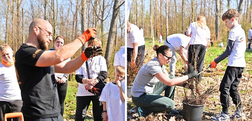 Dziś sadzili buki przy Hucie Głogów. Zielona sobota i wolontariusze KGHM [FOTO]