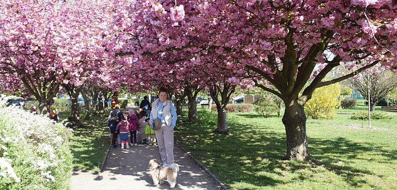 Różowo nie tylko na moście. W Głogowie wreszcie zakwitła aleja