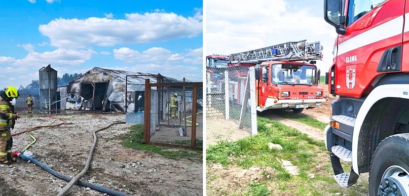 Kurom się upiekło. Znamy finał wielkiego pożaru