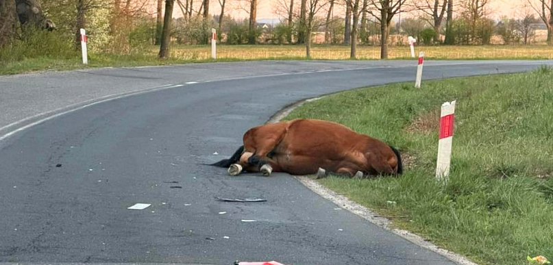 Zderzenie samochodu z koniem pod Radwanicami