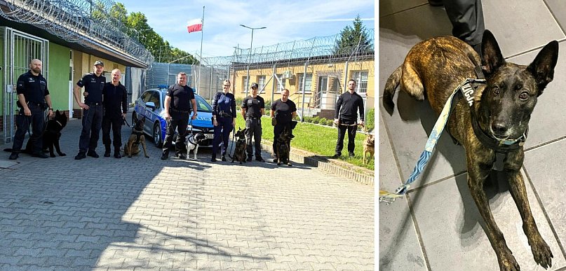 Totalna kontrola w celach. Psy tropiły narkotyki w więzieniu w Głogowie