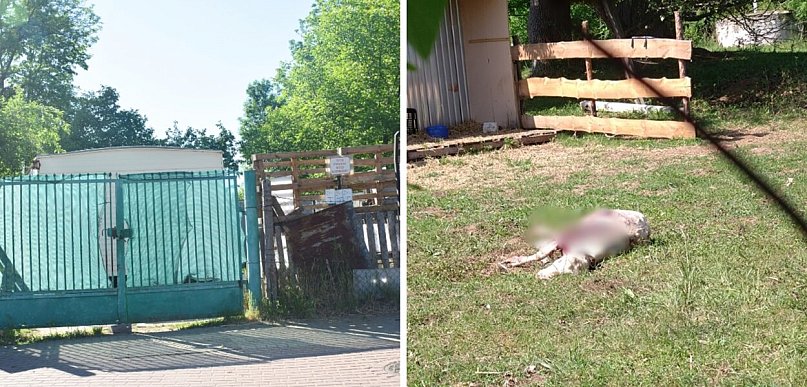Makabra na osiedlu w Głogowie. Psy zagryzły owce koło domów