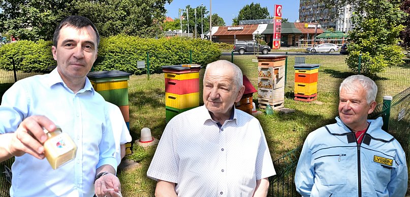 Niezwykłe miejsce w Głogowie. Przy ruchliwym rondzie żyją tysiące pszczół