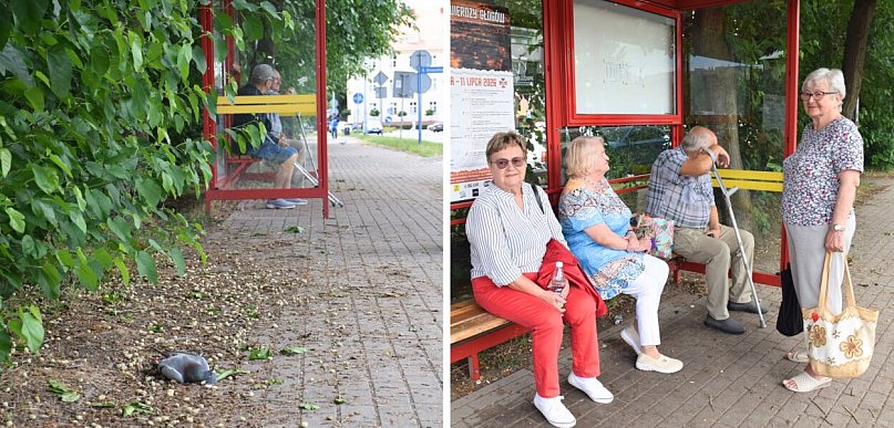 Chodnik w morwach i martwy gołąb. Tak wygląda przystanek w centrum Głogowa