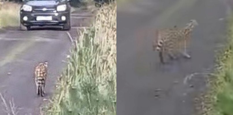 Kot z Afryki w głogowskim lesie. Leśnicy: nie zbliżajcie się - 173764