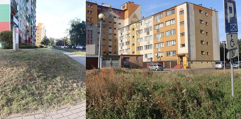 Tajemnica koszenia na Poczdamskiej w Głogowie. Spółdzielnia swoje, miasto swoje - 173822