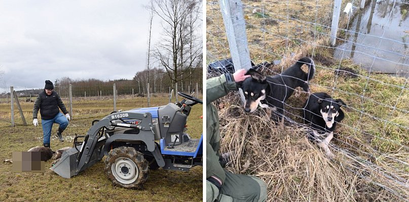 Masakra danieli na polu pod Głogowem