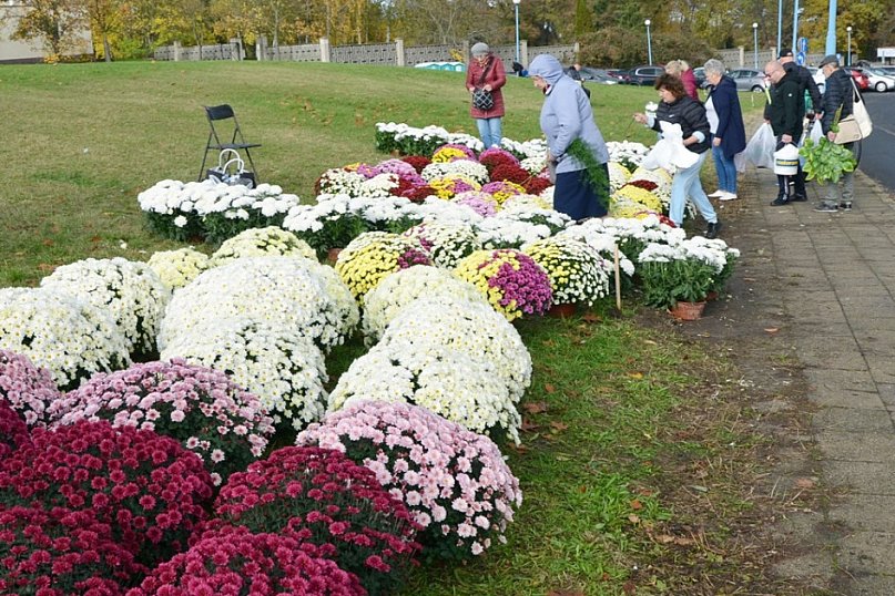Żywe chryzantemy przy cmentarzach w Głogowie