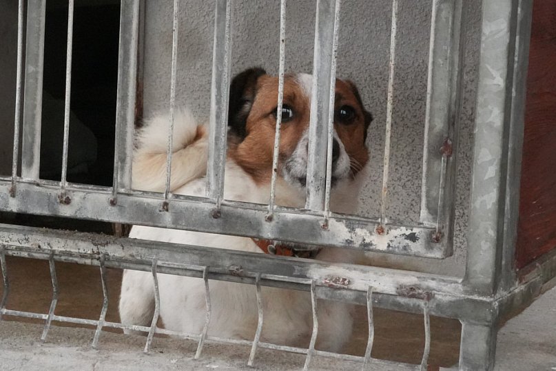 Wielka akcja w głogowskim schronisku