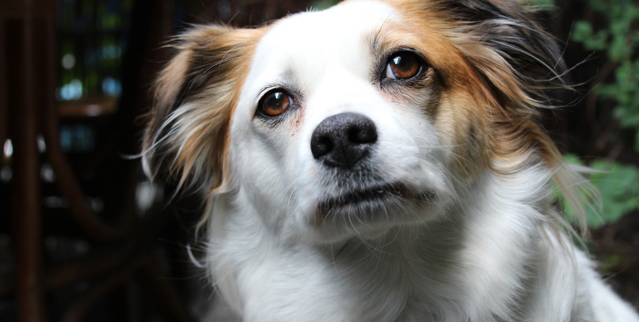 Dziecko pogryzione przez psa – jak ubiegać się o odszkodowanie?