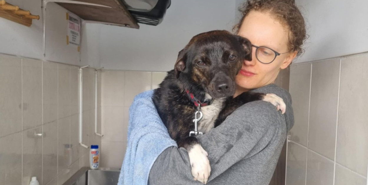 Miłość, szampon i nożyczki. Wielka akcja czesania psów pod Głogowem [FOTO]