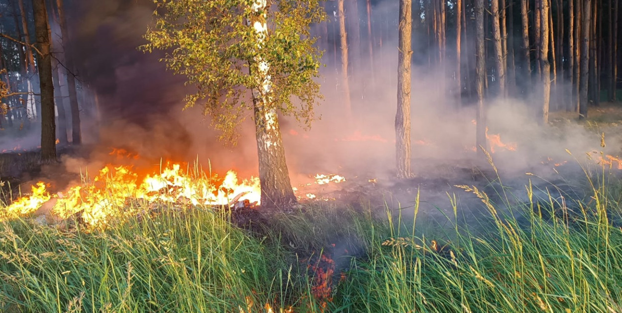 Pięć zastępów w akcji pod Wojszynem. Duży pożar koło Głogowa [FOTO]