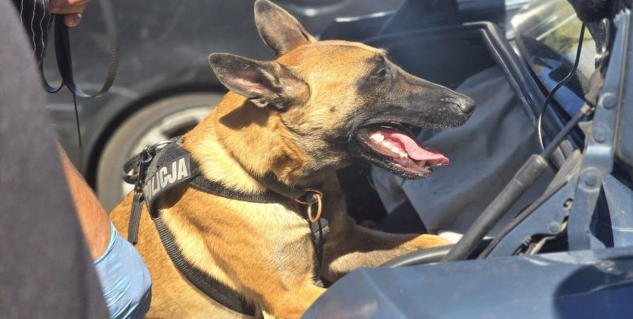 32-latek uprawiał konopie w mieszkaniu. Zatrzymany w Głogowie [FOTO]