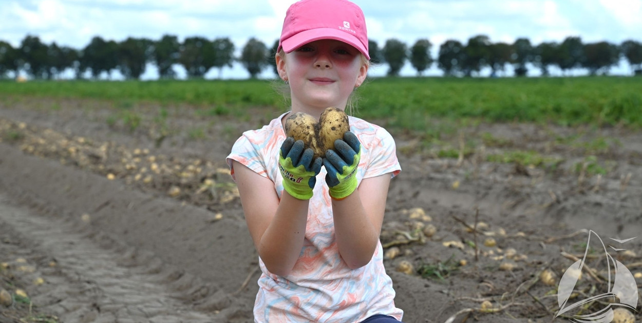 Pole, ludzie i ziemniaki! Całe rodziny robiły wykopki [FOTO]