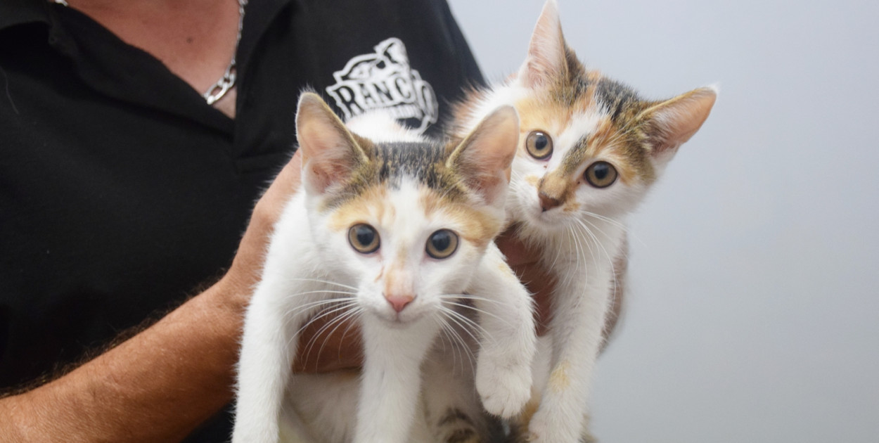 W schronisku w Głogowie czekają mruczki spragnione miłości [FOTO]